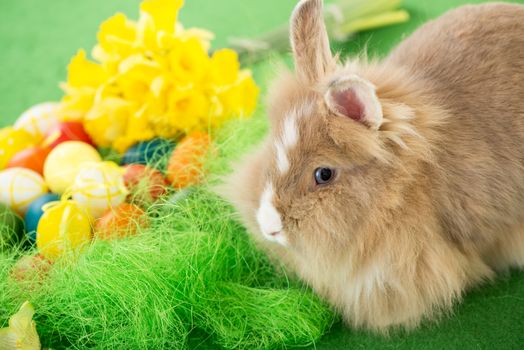 Easter Bunny with eggs and flower. Selective focus. Focus on rabbit.