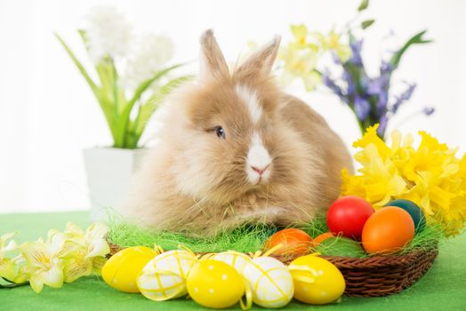 Easter Bunny with eggs in basket and flower. Selective focus. Focus on rabbit.