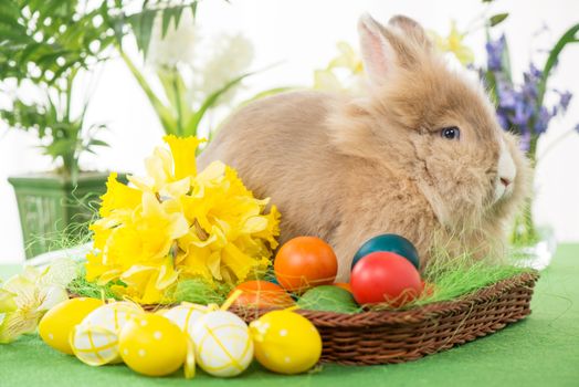 Easter Bunny with eggs in basket and flower. Selective focus. Focus on rabbit.