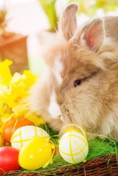 Easter Bunny with eggs in basket and flower. Selective focus. Focus on rabbit.
