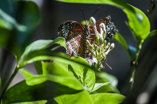 A shot of a butterfly feeds on flowers.