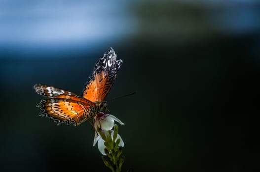 A shot of a butterfly feeds on flowers with the sunlight shine on its wings.