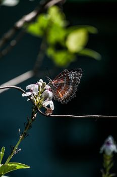 A shot of a colorful butterfly