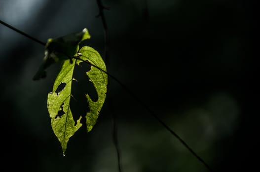 A shot of a leaf with the texture of the leaf was highlighted by a back light.
