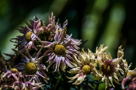 A shot of colorful flowers.
