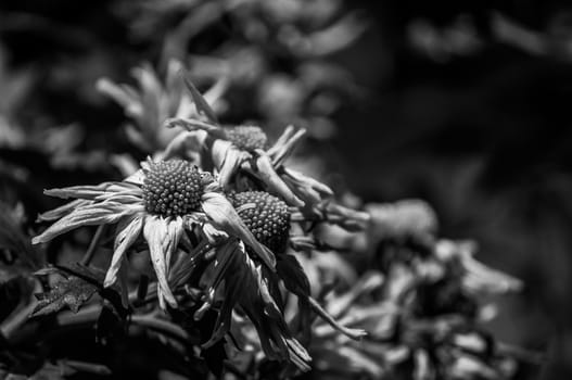 A black and white shot of flowers.