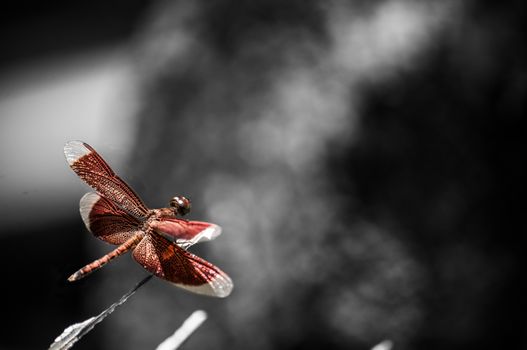 A shot of a red dragonfly