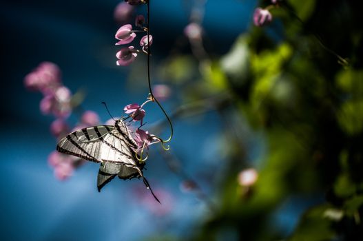 A shot of a tiger swallowtail butterfly on a pink flower.