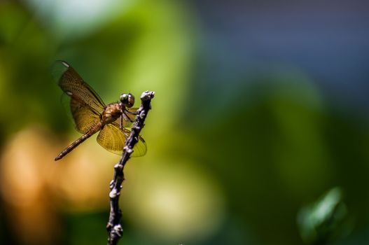 A shot of a red dragonfly.