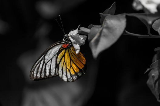 A selective coloring shot of a painted jezebel while feeding.