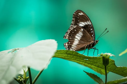 A shot of a butterfly shot against turquoise background.
