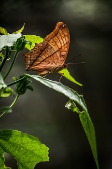 A shot of an orange butterfly on a leaf.