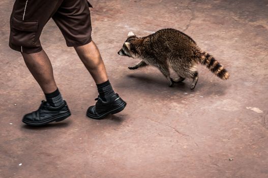A shot of a person jogs with a raccoon.