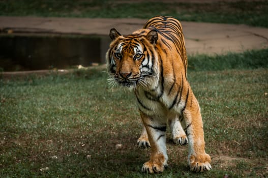 A shot of a siberian tiger ready to strike.