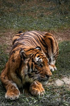 A shot of a siberian tiger ready to pounce on ots prey.
