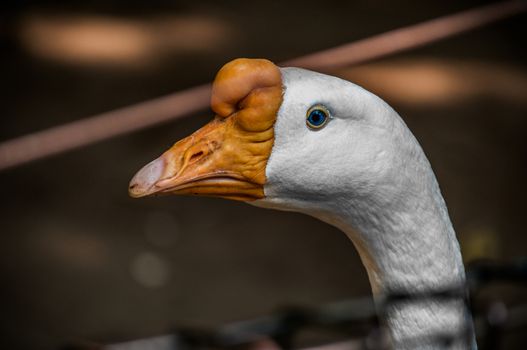 A close up shot of a blue eyed goose,