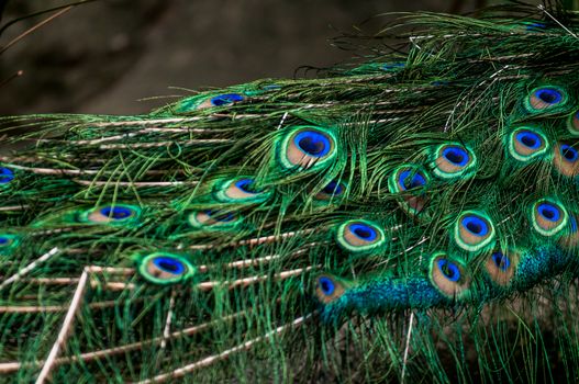 A shot of beauriful peacock feathers.