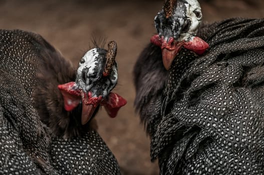 A shot of guinea fowls.