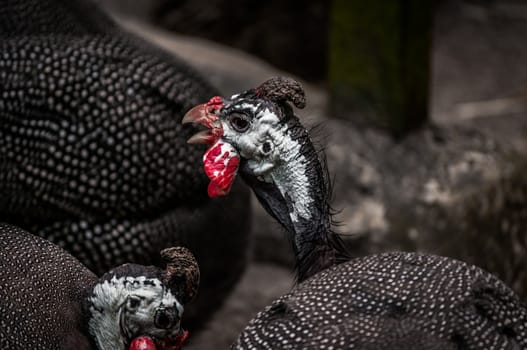 A close up shot of turkeys.