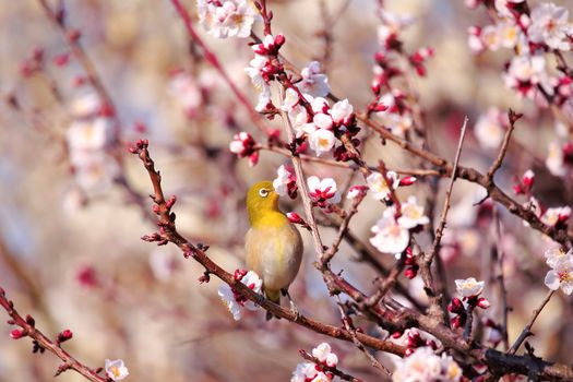 Mejiro on a twig of japanese apricot