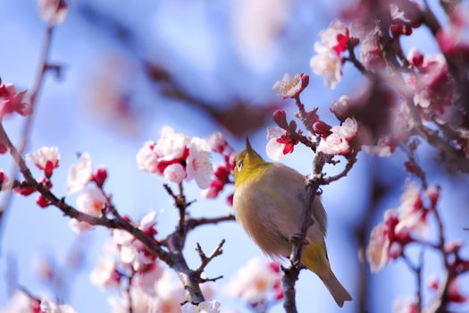 Mejiro on a twig of japanese apricot