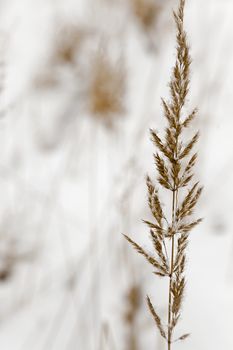  winter grass seeds  Photographed by close up, 