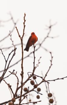 A male vermilion flycatcher bird, Pyrocephalus rubinus, perches in a tree at the San Joaquin marsh and wildlife sanctuary, Southern California, United States