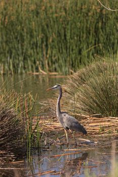 Great blue heron bird, Ardea herodias, in the wild, foraging in a lake in Huntington Beach, California, United States