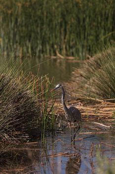 Great blue heron bird, Ardea herodias, in the wild, foraging in a lake in Huntington Beach, California, United States