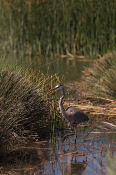 Great blue heron bird, Ardea herodias, in the wild, foraging in a lake in Huntington Beach, California, United States