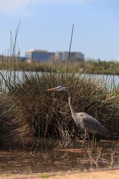 Great blue heron bird, Ardea herodias, in the wild, foraging in a lake in Huntington Beach, California, United States