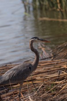 Great blue heron bird, Ardea herodias, in the wild, foraging in a lake in Huntington Beach, California, United States