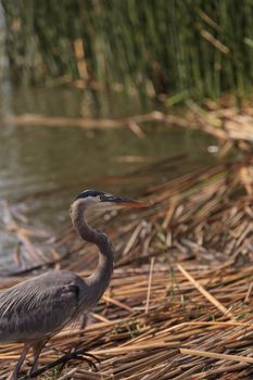 Great blue heron bird, Ardea herodias, in the wild, foraging in a lake in Huntington Beach, California, United States