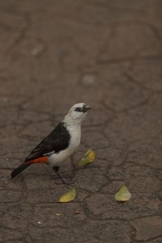 White-headed Buffalo weaver, Dinemellia dinemelli, bird is small with a white head and a bright orange belly