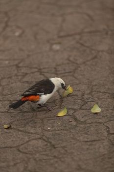 White-headed Buffalo weaver, Dinemellia dinemelli, bird is small with a white head and a bright orange belly