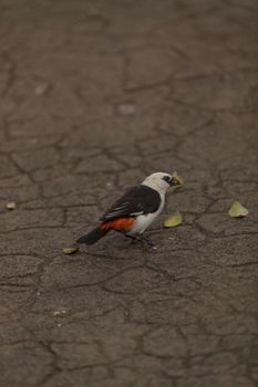White-headed Buffalo weaver, Dinemellia dinemelli, bird is small with a white head and a bright orange belly