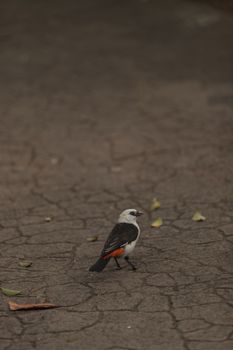 White-headed Buffalo weaver, Dinemellia dinemelli, bird is small with a white head and a bright orange belly