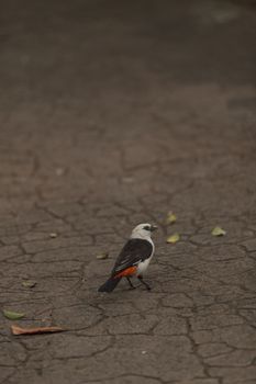 White-headed Buffalo weaver, Dinemellia dinemelli, bird is small with a white head and a bright orange belly