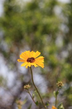 African daisy, Osteospermum Ecklonis, blooms in a botanical garden in summer on a background of green leaves