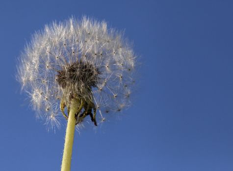 Fluffy head of dandelion against green grass