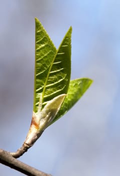 The close-up of young leaves in the spring