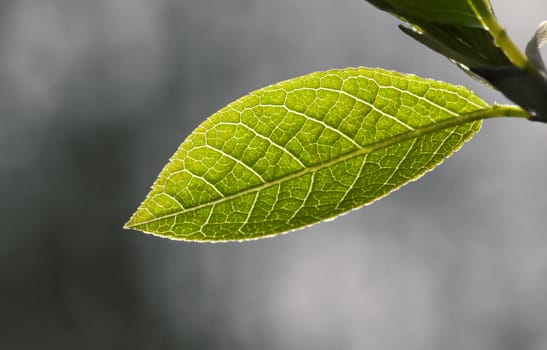 The close-up of young leaves in the spring