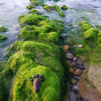 Lonely foot by pebble on green seaweed background, amazing concept on alga surface, art product at seaside