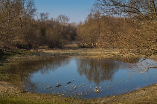 Round shape of a lake, reflecting blue sky in the late afternoon. Trees around, still without leaves in the early spring. Devin, Bratislava, Slovakia.