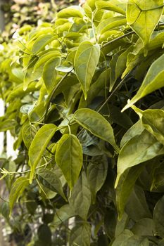 A green leaf filled vine plant light by natural sunlight