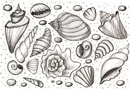 Set shells - Hand drawing pencil - Fast Sketch.