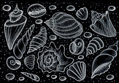 Set shells - Chalk board - Hand drawing pencil - Fast Sketch.