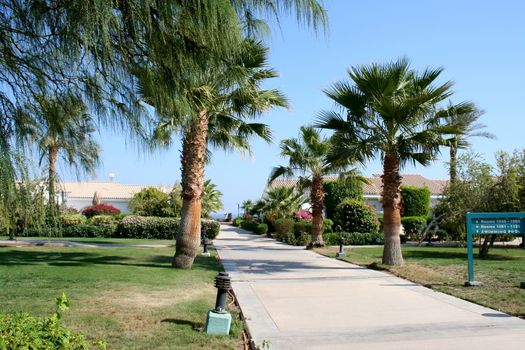 Path and palm trees in the territory of hotel Sheraton in Egypt