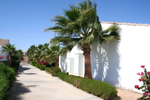 Path and palm trees in the territory of hotel Sheraton in Egypt
