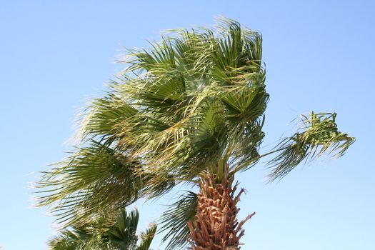 Palm tree under a strong wind in the resort in Egypt

